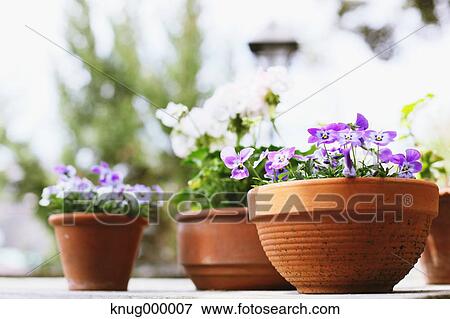 Potted flowers View Large Photo Image Stock Photo - Potted flowers. Fotosearch