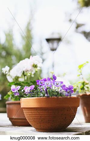 Potted flowers View Large Photo Image Stock Photo - Potted flowers. Fotosearch