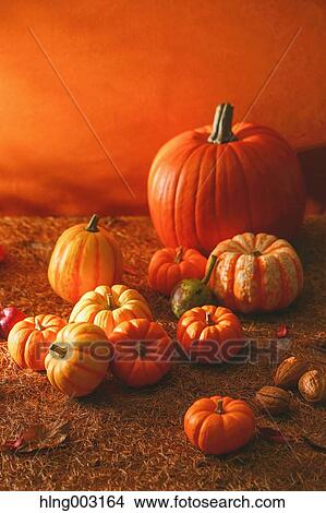 Pumpkins View Large Photo Image Picture - Pumpkins. Fotosearch