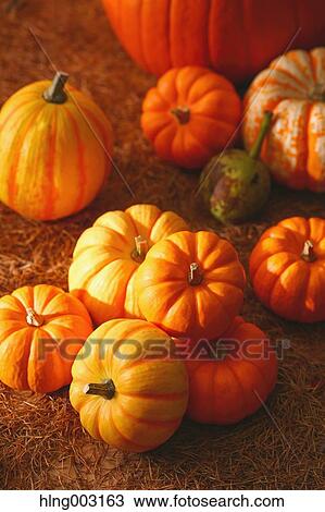 Stock Image - Pumpkins. Fotosearch