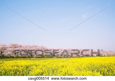 Rapeseed and cherry blossoms View Large Photo Image Picture - Rapeseed and cherry blossoms. Fotosearch