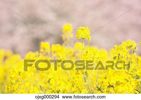 Picture - Rapeseed and cherry blossoms. Fotosearch