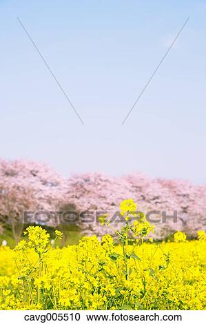 Rapeseed and cherry blossoms View Large Photo Image Stock Image - Rapeseed and cherry blossoms. Fotosearch
