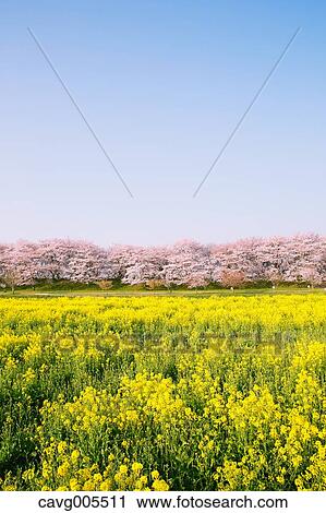 Rapeseed and cherry blossoms View Large Photo Image Stock Image - Rapeseed and cherry blossoms. Fotosearch