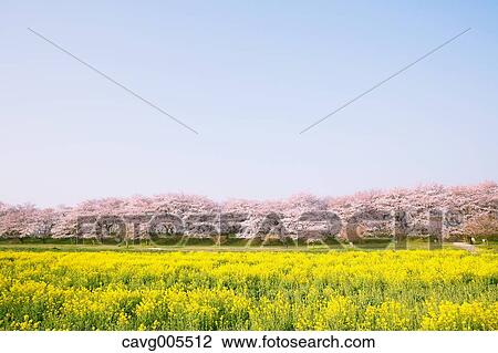 Rapeseed and cherry blossoms View Large Photo Image Stock Image - Rapeseed and cherry blossoms. Fotosearch