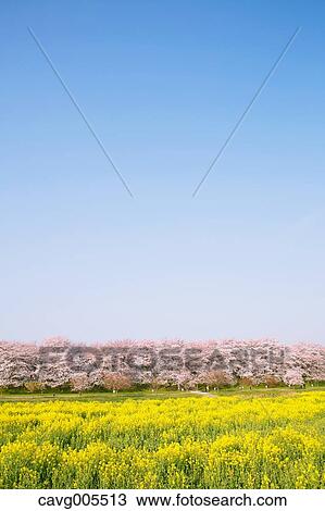 Rapeseed and cherry blossoms View Large Photo Image Stock Image - Rapeseed and cherry blossoms. Fotosearch