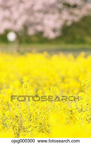 Rapeseed and cherry blossoms View Large Photo Image Stock Image - Rapeseed and cherry blossoms. Fotosearch
