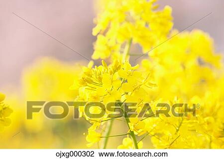 Rapeseed and cherry blossoms View Large Photo Image Stock Image - Rapeseed and cherry blossoms. Fotosearch