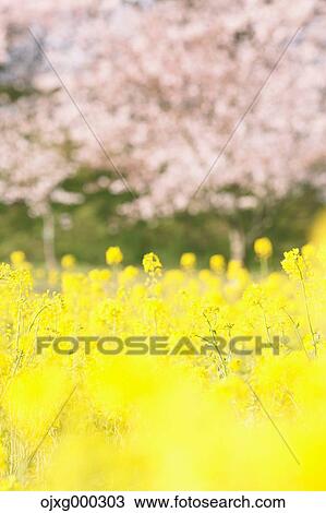 Rapeseed and cherry blossoms View Large Photo Image Stock Image - Rapeseed and cherry blossoms. Fotosearch