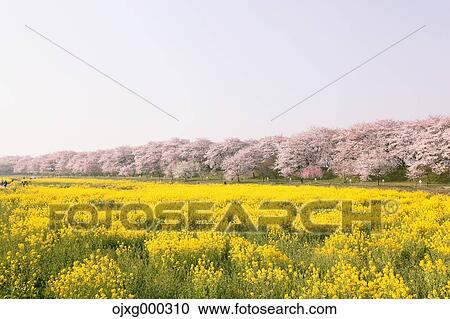 Rapeseed and cherry blossoms View Large Photo Image Stock Image - Rapeseed and cherry blossoms. Fotosearch