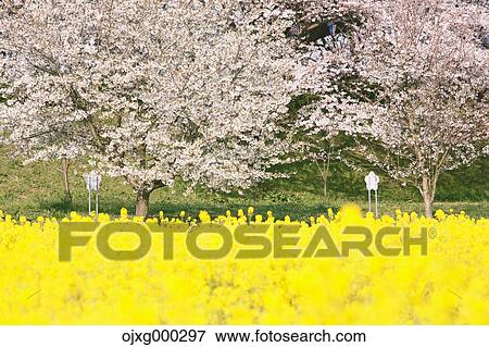 Rapeseed and cherry blossoms View Large Photo Image Stock Photo - Rapeseed and cherry blossoms. Fotosearch