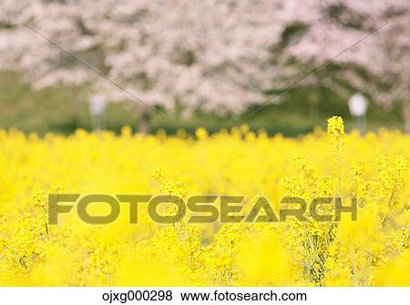 Rapeseed and cherry blossoms View Large Photo Image Stock Photo - Rapeseed and cherry blossoms. Fotosearch