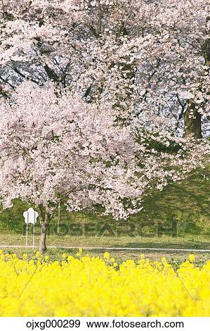 Rapeseed and cherry blossoms View Large Photo Image Stock Photo - Rapeseed and cherry blossoms. Fotosearch