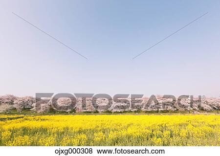 Rapeseed and cherry blossoms View Large Photo Image Stock Photo - Rapeseed and cherry blossoms. Fotosearch