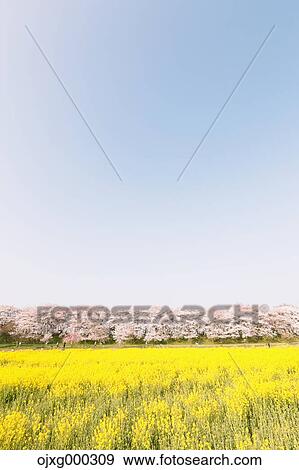 Rapeseed and cherry blossoms View Large Photo Image Stock Photo - Rapeseed and cherry blossoms. Fotosearch