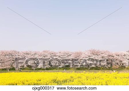 Stock Photo - Rapeseed and cherry blossoms. Fotosearch