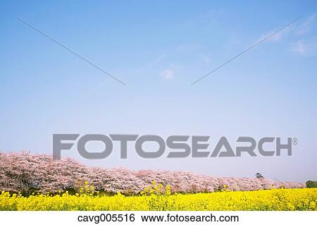 Rapeseed and cherry blossoms View Large Photo Image Stock Photograph - Rapeseed and cherry blossoms. Fotosearch