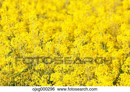 Rapeseed and cherry blossoms View Large Photo Image Stock Photograph - Rapeseed and cherry blossoms. Fotosearch