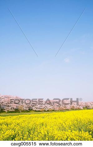 Rapeseed and cherry blossoms View Large Photo Image Stock Photography - Rapeseed and cherry blossoms. Fotosearch