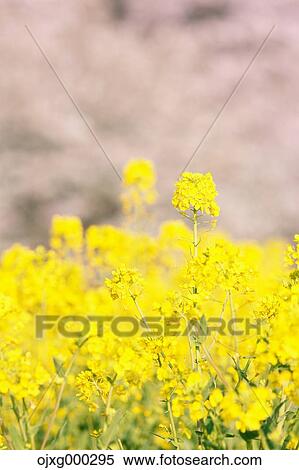 Rapeseed and cherry blossoms View Large Photo Image Stock Photography - Rapeseed and cherry blossoms. Fotosearch