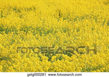 Rapeseed flowers View Large Photo Image Stock Image - Rapeseed flowers. Fotosearch