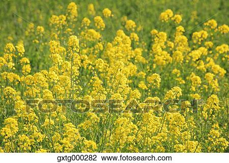 Stock Image - Rapeseed flowers. Fotosearch