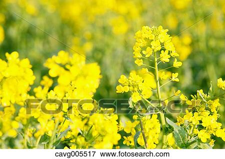 Rapeseed flowers View Large Photo Image Stock Photo - Rapeseed flowers. Fotosearch