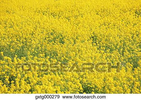 Rapeseed flowers View Large Photo Image Stock Photo - Rapeseed flowers. Fotosearch