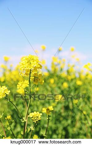 Rapeseed flowers View Large Photo Image Stock Photo - Rapeseed flowers. Fotosearch