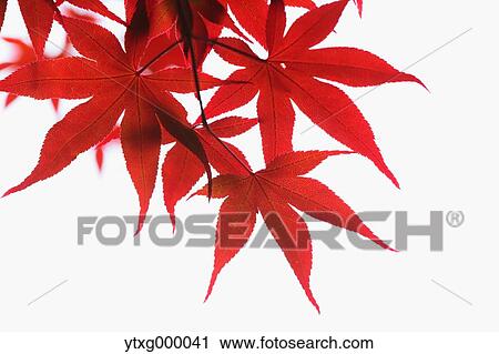 Red maple leaves View Large Photo Image Stock Image - Red maple leaves. Fotosearch