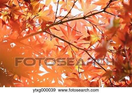 Stock Photo - Red maple leaves. Fotosearch