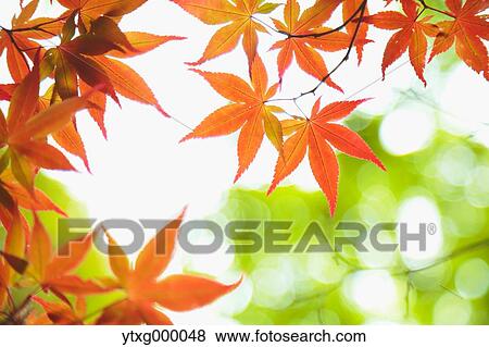 Stock Photo - Red maple leaves. Fotosearch