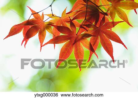 Red maple leaves View Large Photo Image Stock Photograph - Red maple leaves. Fotosearch