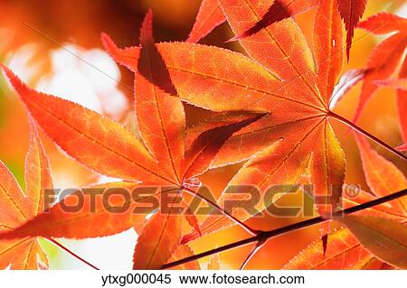 Red maple leaves View Large Photo Image Stock Photography - Red maple leaves. Fotosearch