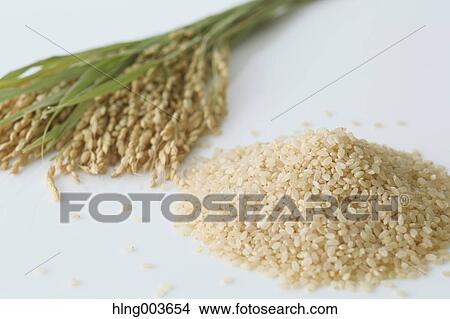 Rice View Large Photo Image Picture - Rice. Fotosearch