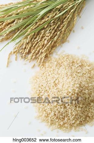 Stock Image - Rice. Fotosearch