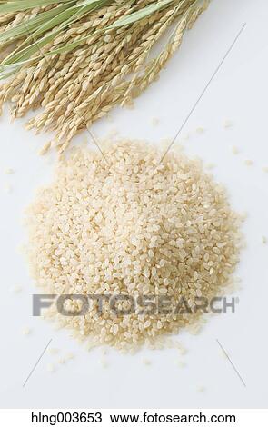 Rice View Large Photo Image Stock Image - Rice. Fotosearch