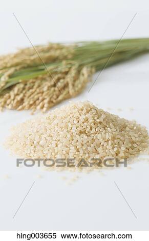 Rice View Large Photo Image Stock Photography - Rice. Fotosearch