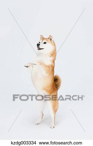 Shiba Inu View Large Photo Image Picture - Shiba Inu. Fotosearch