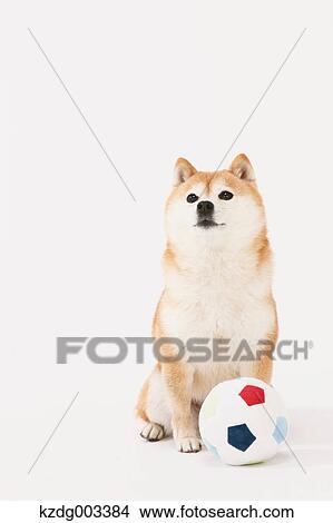 Picture - Shiba Inu. Fotosearch