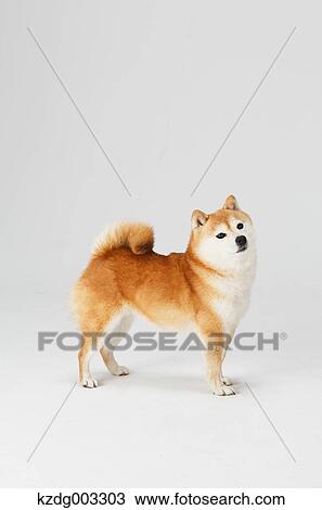 Shiba Inu View Large Photo Image Stock Image - Shiba Inu. Fotosearch