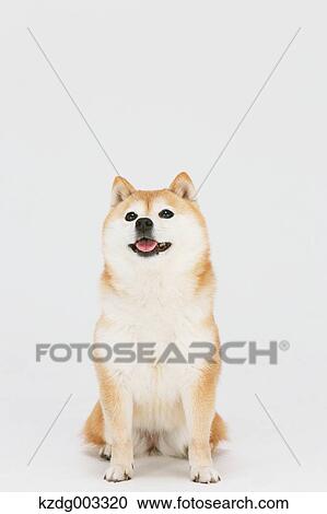 Shiba Inu View Large Photo Image Stock Image - Shiba Inu. Fotosearch