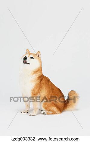 Stock Image - Shiba Inu. Fotosearch