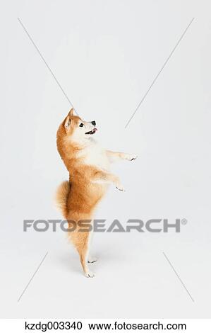 Stock Image - Shiba Inu. Fotosearch