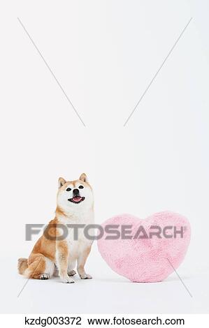 Shiba Inu View Large Photo Image Stock Image - Shiba Inu. Fotosearch