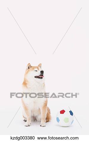Shiba Inu View Large Photo Image Stock Image - Shiba Inu. Fotosearch