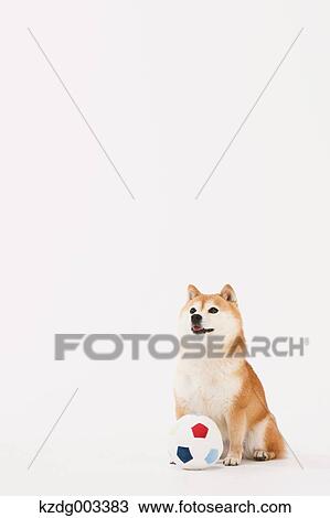 Stock Image - Shiba Inu. Fotosearch
