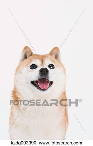 Stock Image - Shiba Inu. Fotosearch