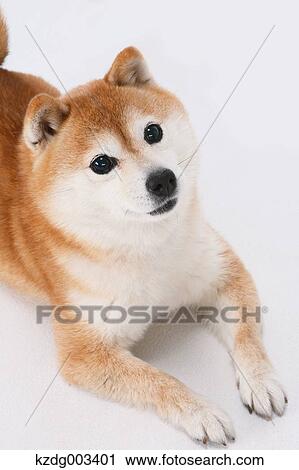 Shiba Inu View Large Photo Image Stock Image - Shiba Inu. Fotosearch