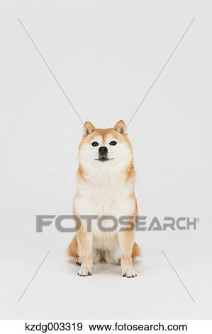 Shiba Inu View Large Photo Image Stock Photo - Shiba Inu. Fotosearch